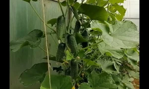 огурцы в теплице