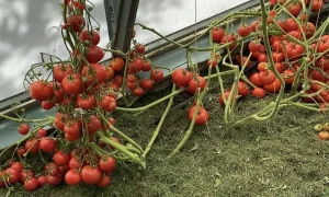 томаты на грядке