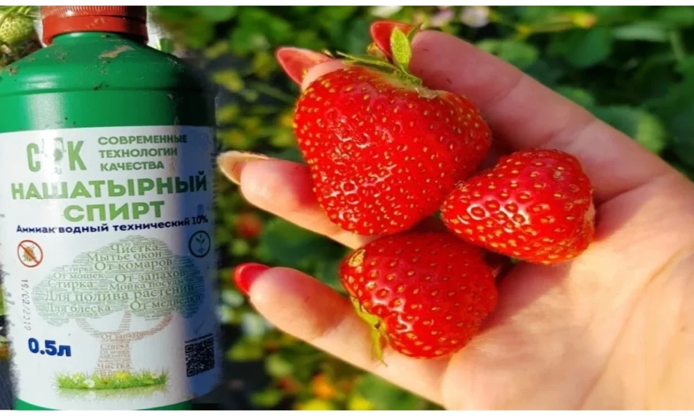 нашатырный спирт