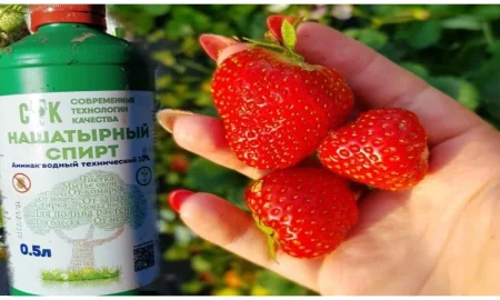 нашатырный спирт