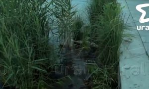 Мертвая рыба в Исети