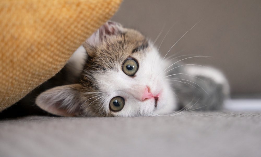 кошка