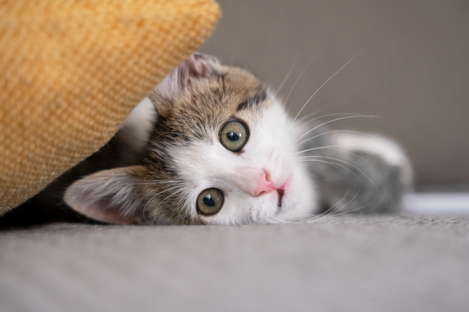 кошка