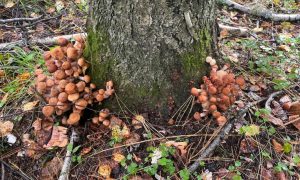 Опята в лесах под Краснотурьинском.