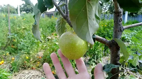 яблоня