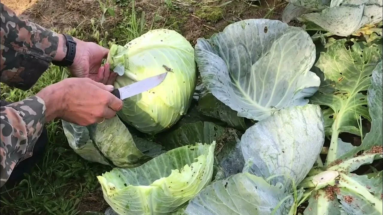 слизни