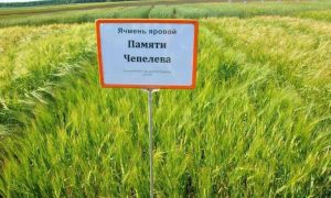 Лучший ячмень России