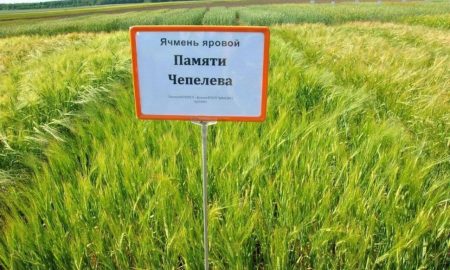 Лучший ячмень России