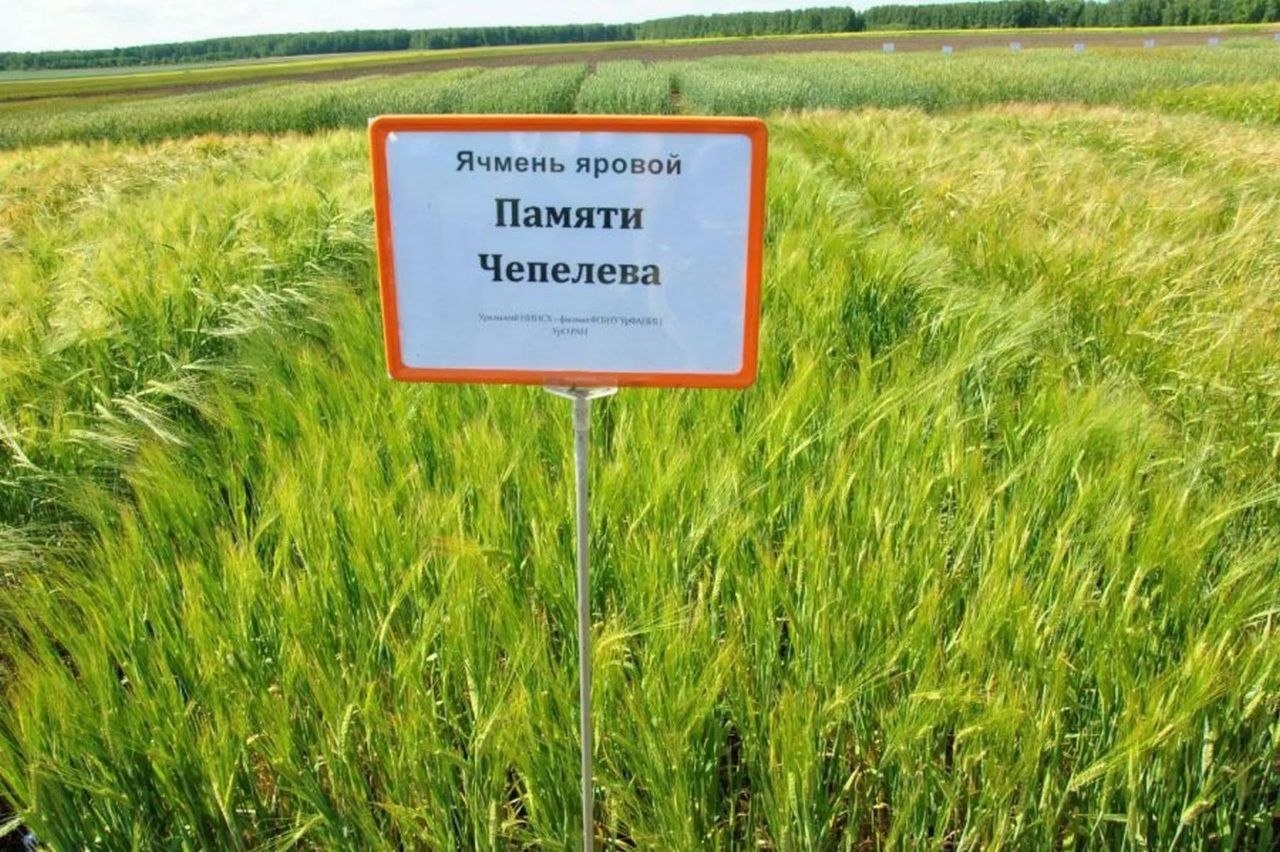 Лучший ячмень России