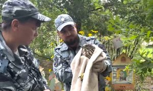 Спасение ястреба