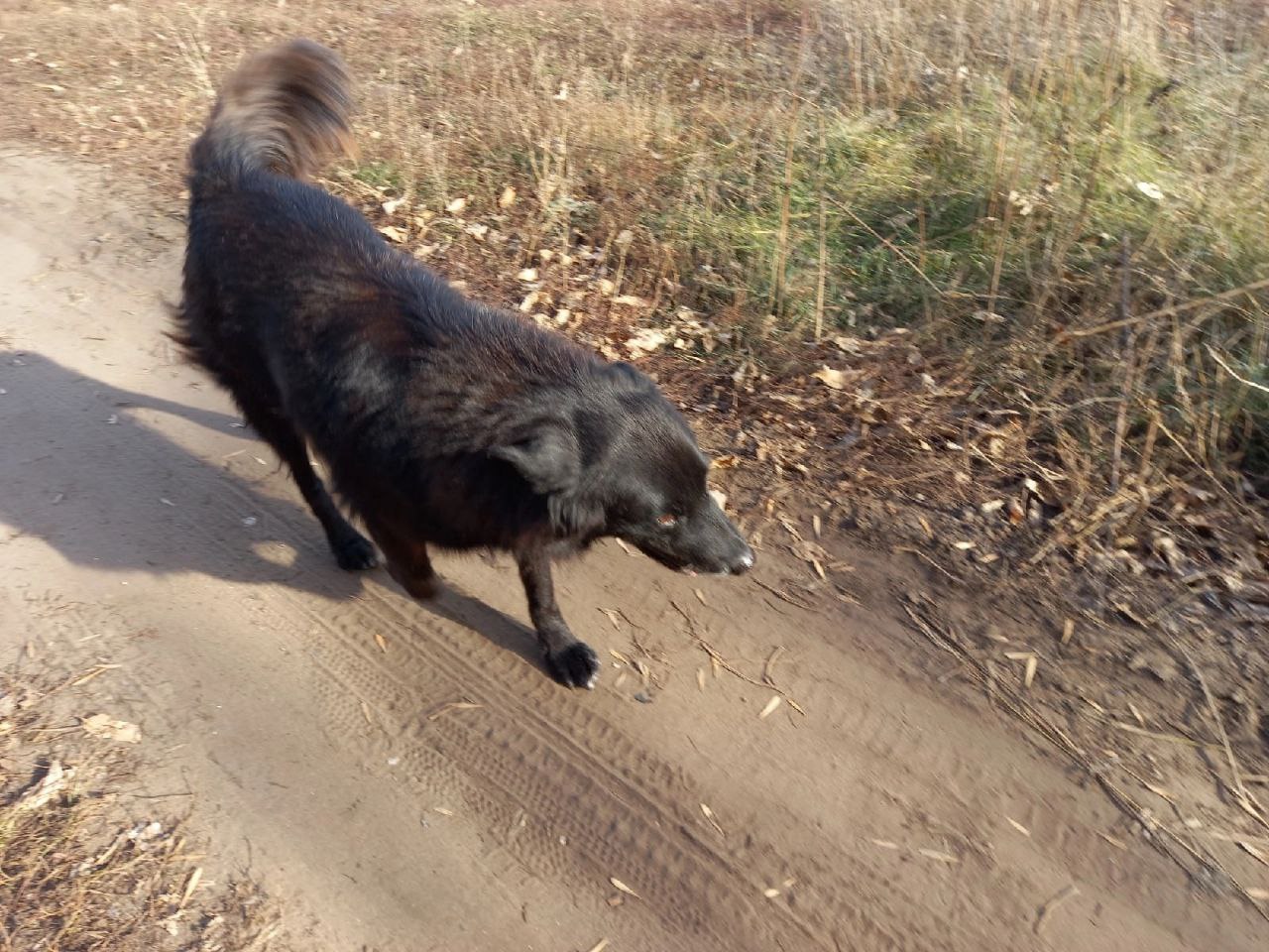 Бродячая собака