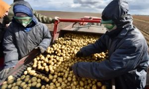 Уборка картофеля в поле