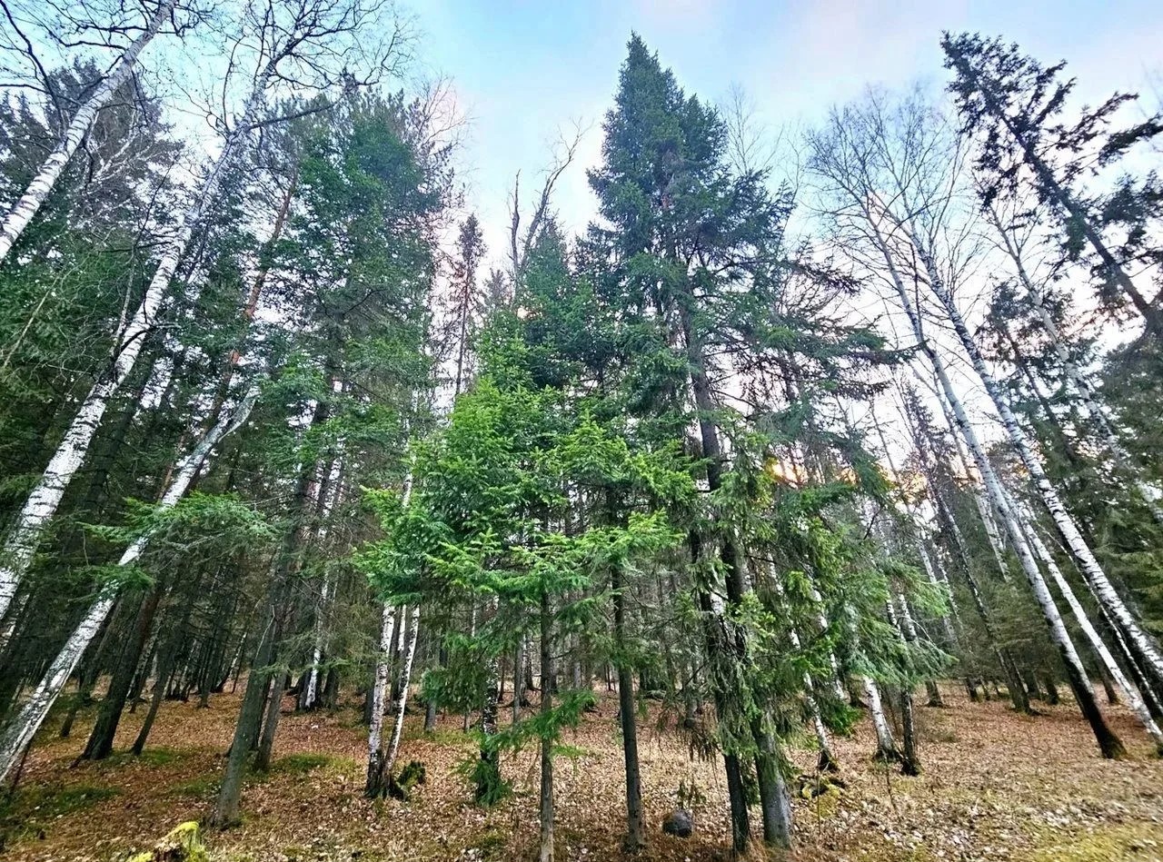 Лес на Урале