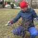 Обрезка гортензии осенью