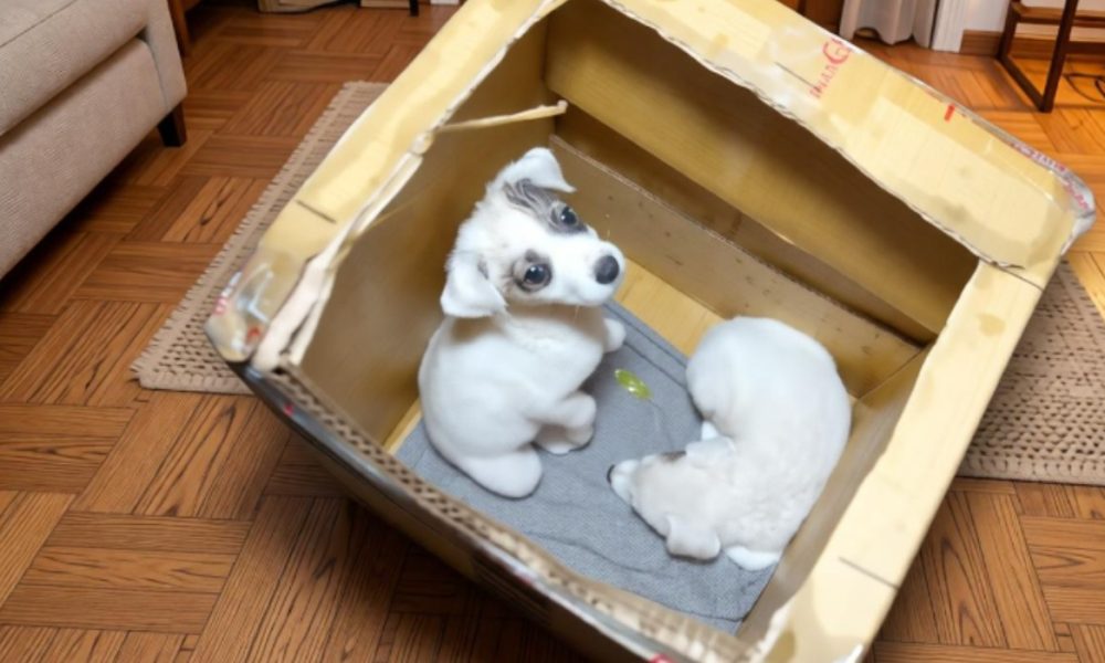 Щеночки в коробке