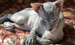 Котенок Донской сфинкс