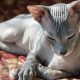 Котенок Донской сфинкс