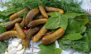 Квашеные огурцы