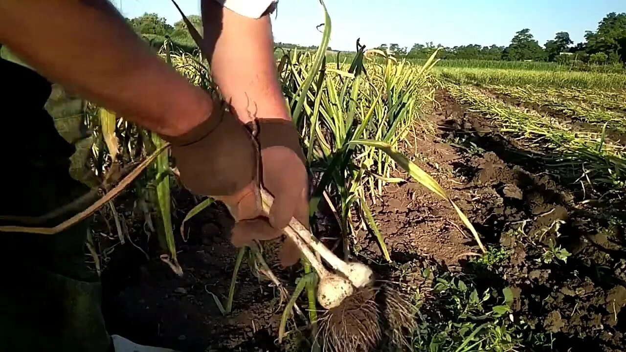 урожай озимого чеснока