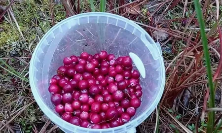 брусника в ведерке