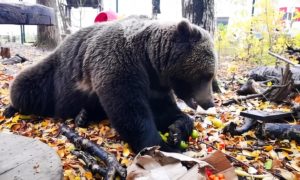 Медведь в городе осенью