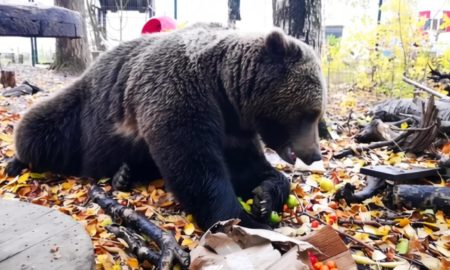 Медведь в городе осенью