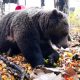 Медведь в городе осенью