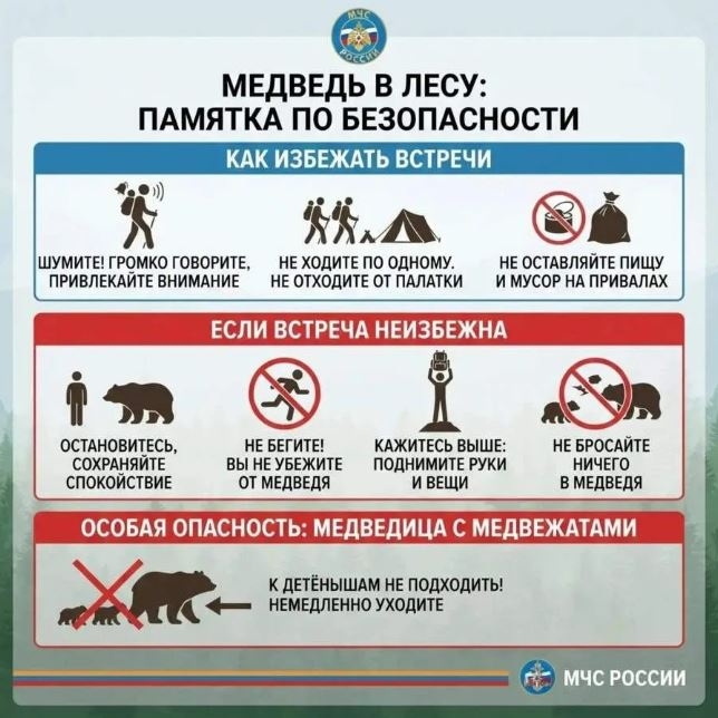 Медведи под Полевским: спасатели выпустили жесткую инструкцию по выживанию. Теги: Бурый медведь, Осенний лес
