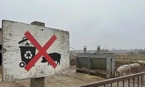 В Свердловской области ввели запрет на продажу пищевых отходов фермерам. Теги: свиноферма, пищевые отходы, домашние свиньи